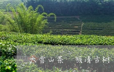 大雪山茶 明清古树/2023042017350